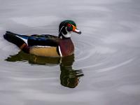 Brautenten Männchen im Wasser beim Hafen Entre-os-Rios